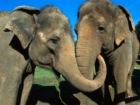 elefantok-talalkoztak