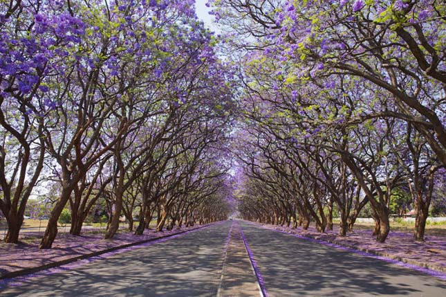 Jacaranda trees (Jacaranda mimosifolia), lining Milton Avenue in Harare, Zimbabwe. This sub-tropical tree native to South America has been planted widely because of its beautiful flowers. Taken with a Canon EOS 5D Mark III and an EF24-70mm lens.