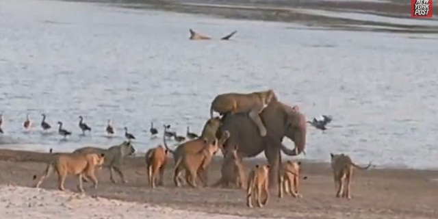 bebi-elefant-oroszlanok