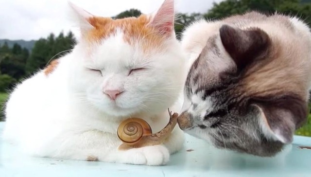 cats-and-snail-friend