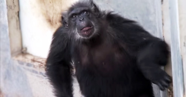 csimpanz-napfeny