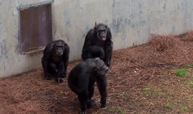csimpanzok-szabadban