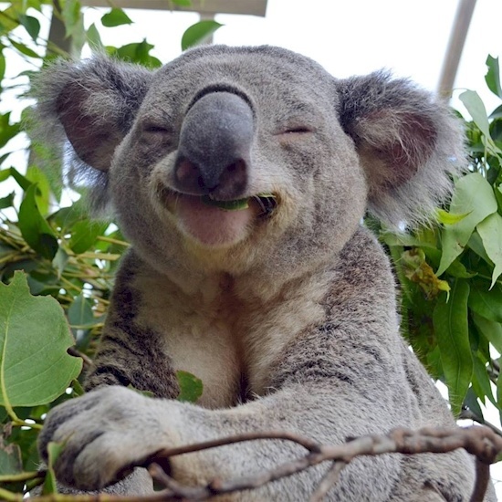 22. Boldog-Koala