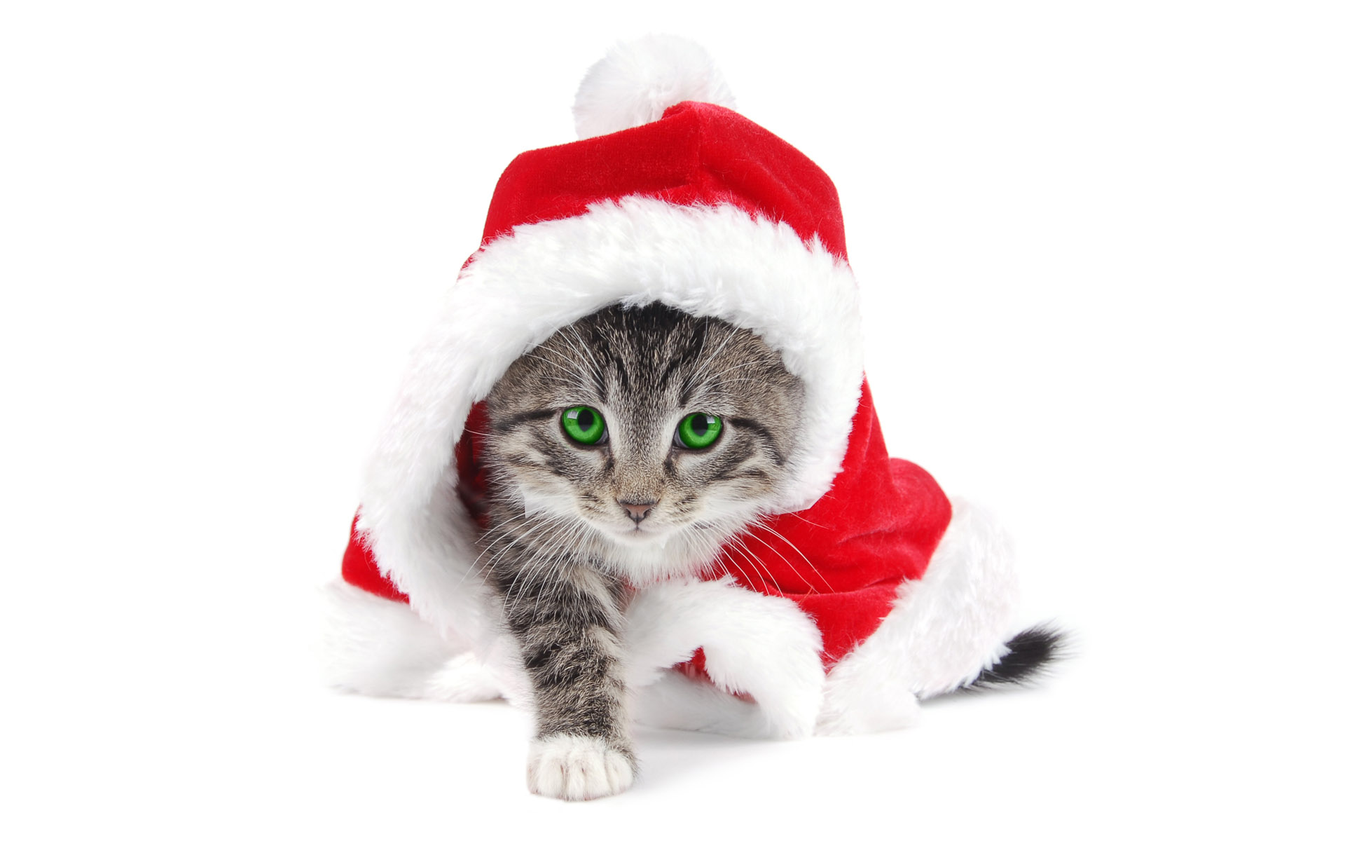 ws_Santa_is_a_cat_1920x1200