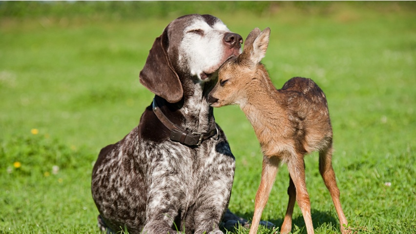 baby_deer_and_dog-852x480