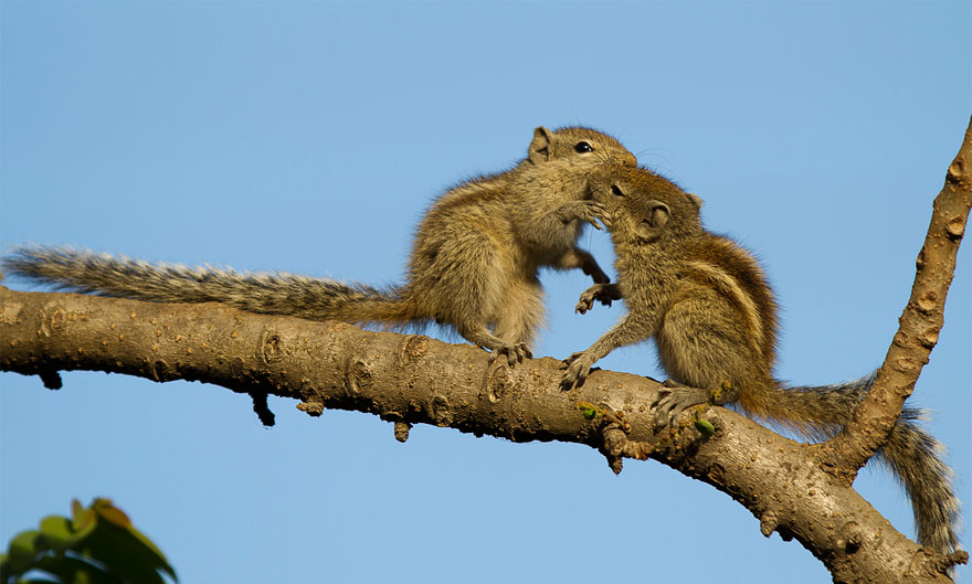 cute-animals-kissing-valentines-day-16__880