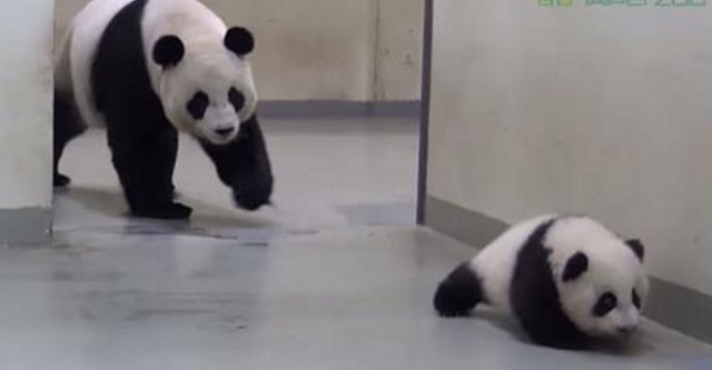panda-mama-kicsinye