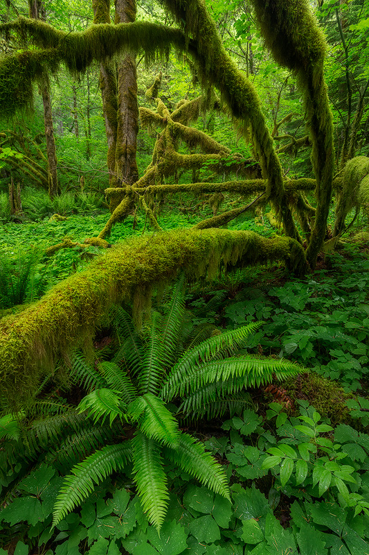 A lush section of forest in the Columbia River Gorge.