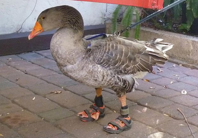 This feathered fashionista has brought a whole new meaning to the 'goose step' by stomping around his home town in a pair of SANDALS! Gator the goose became the talk of the town on his recent visit to an American seaside resort, where he was putting his feet up along with owners Bob and Lauree Strouse. They designed the fancy footwear to protect his delicate webbed feet which become sore after a day's strutting around the concrete and asphalt surfaces of the city. But onlookers couldn't help but stare at the goose's custom shoes with one tourist capturing these candid snaps of Gator in full stride. Described as a 'rescue goose' by his owners, Bob and Lauree picked up their pet from the side of a lake filled with hungry alligators calling him 'Gator Bait', a name which has since been shortened. He caused a stir on the couple's recent trip to St Augustine in Florida where tourists captured the candid snaps.